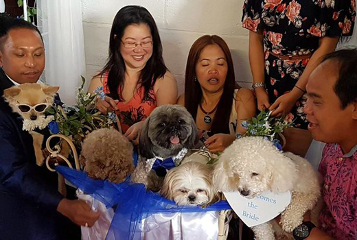 bella dogwed